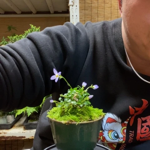 红陶一物一拍所见即所得41