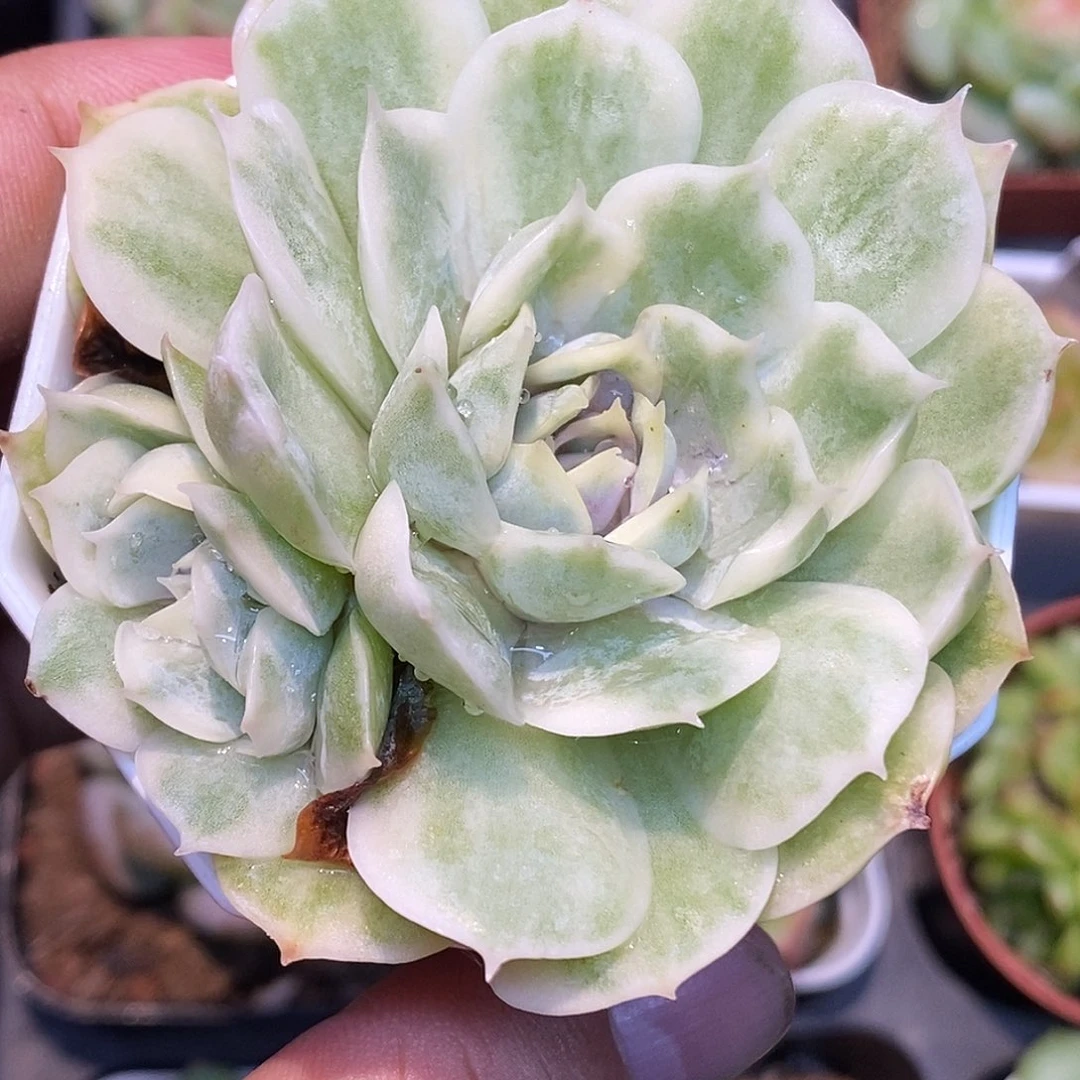 锦30包邮非偏远哈哈
