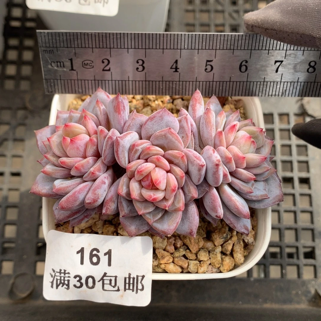 161。小树桩玉芙蓉三头