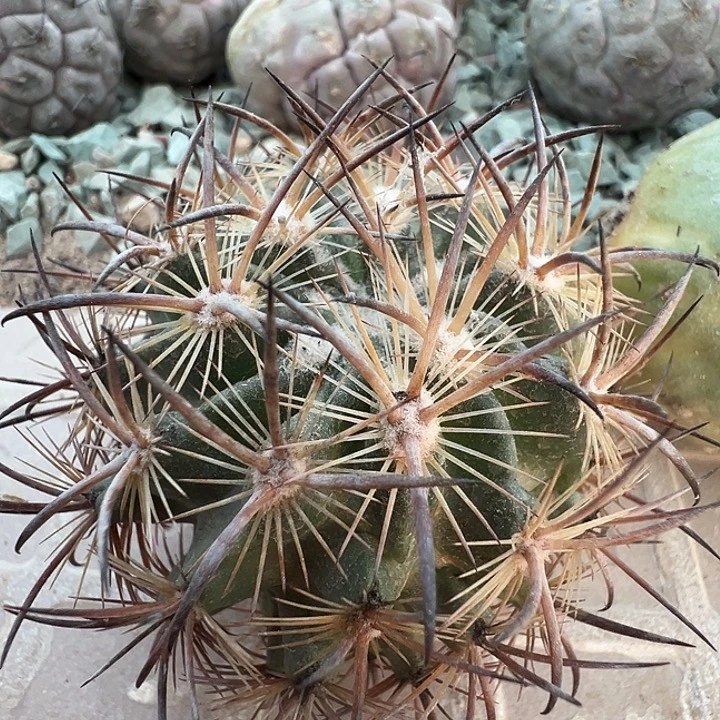 虎爪玉。苗接落地出根芽。