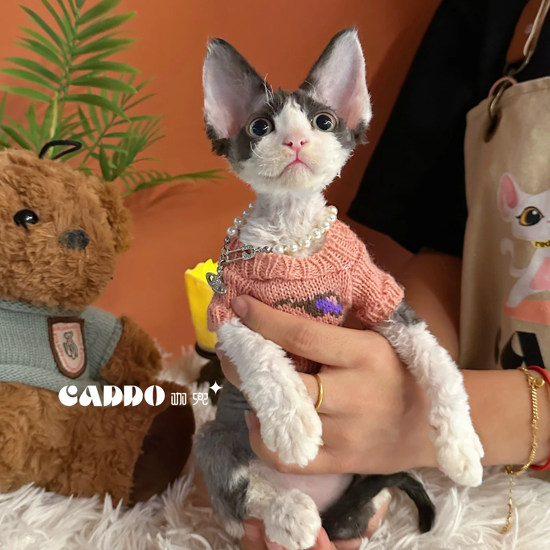 Caddo德文卷毛猫-黑白开脸弟弟（洛洛）