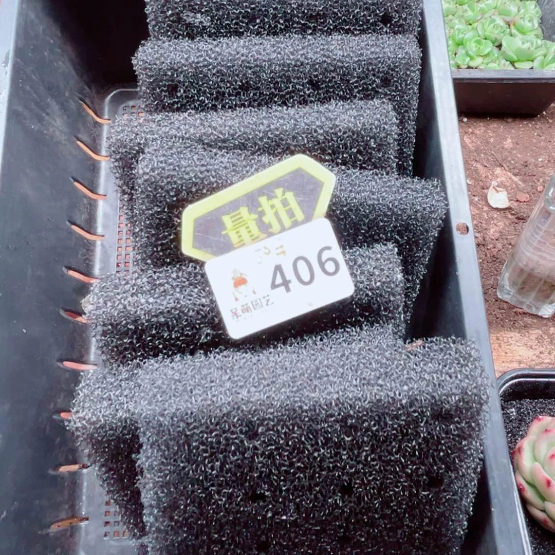 当前无花朵，栽培后可花朵