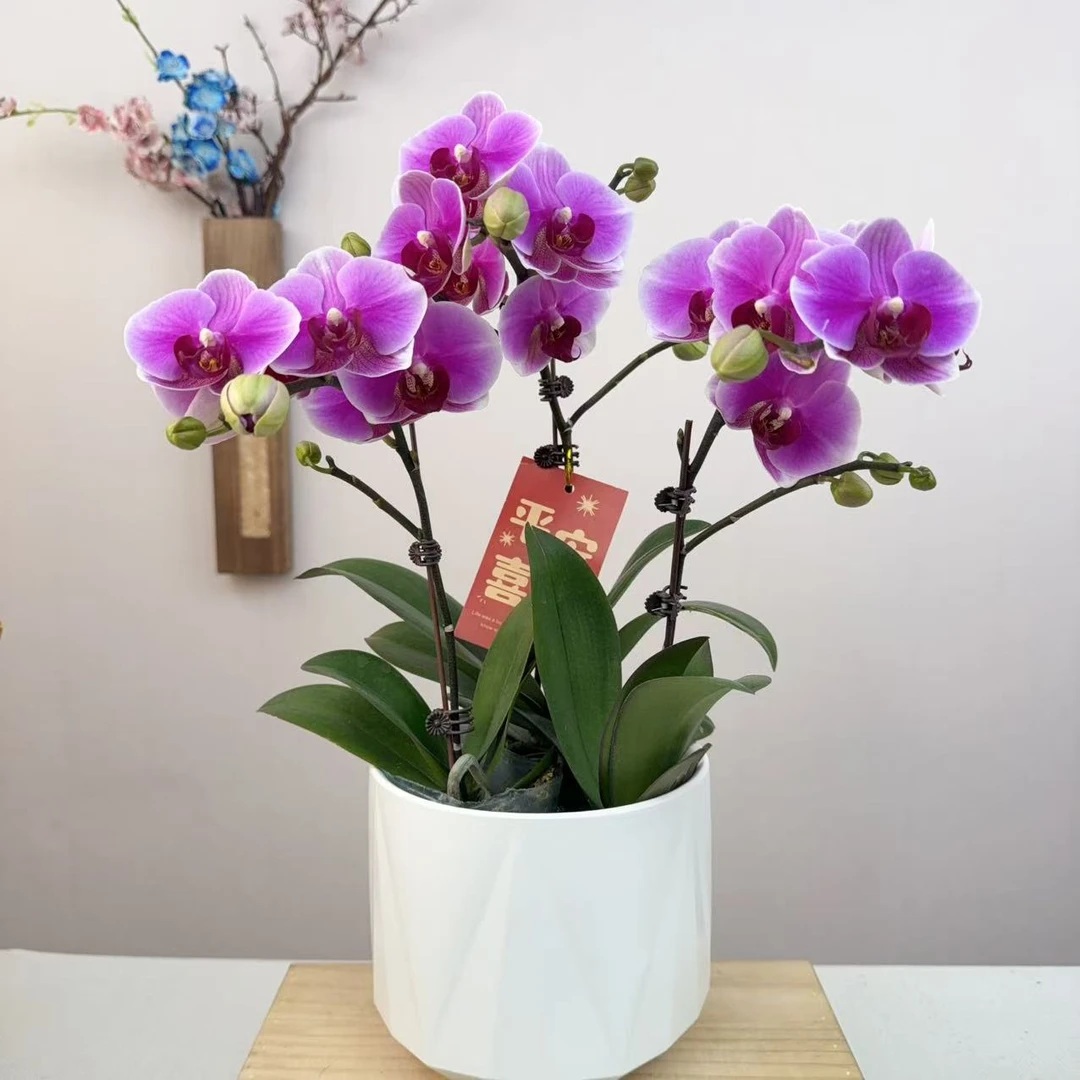 [超级宝贝01]精品蝴蝶兰室内客厅办公室高端花卉