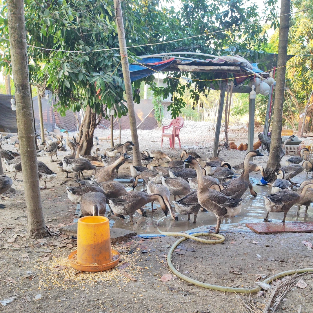 马岗鹅[仅限海南岛内拍] 包冰率不含冰
