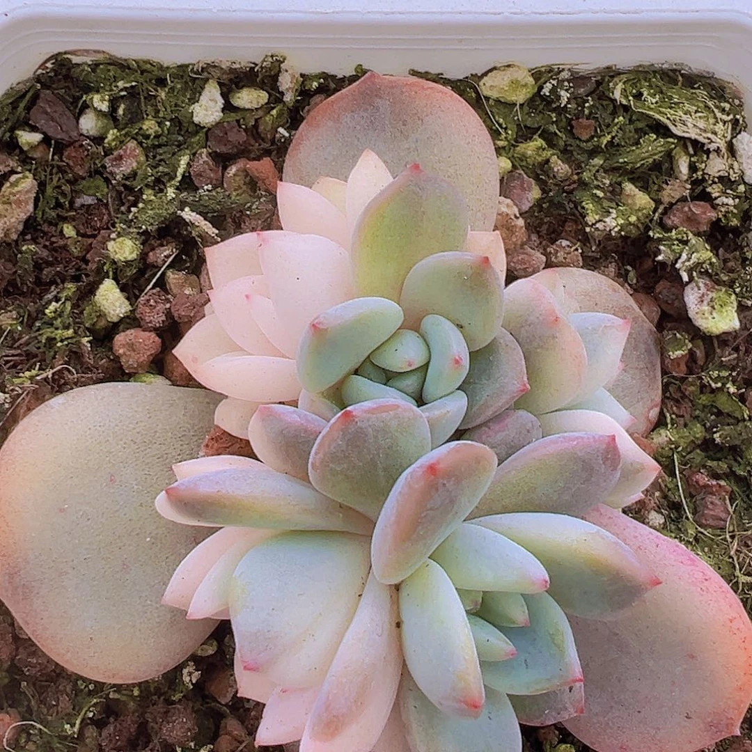 梦露锦19包邮多肉植物