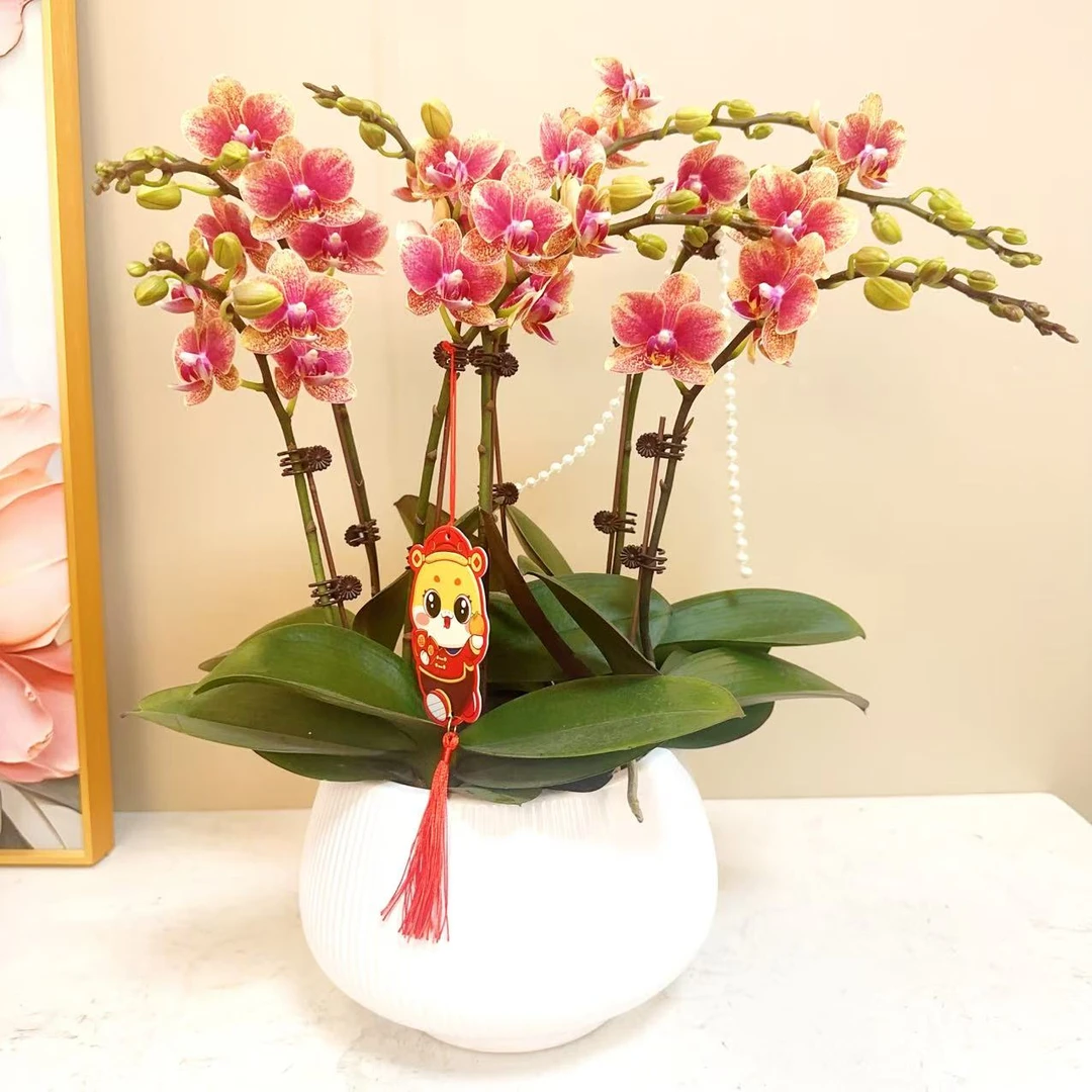 A+级 【金蝶】精品 蝴蝶兰