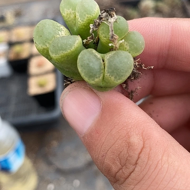 2259四头樱花风铃一颗