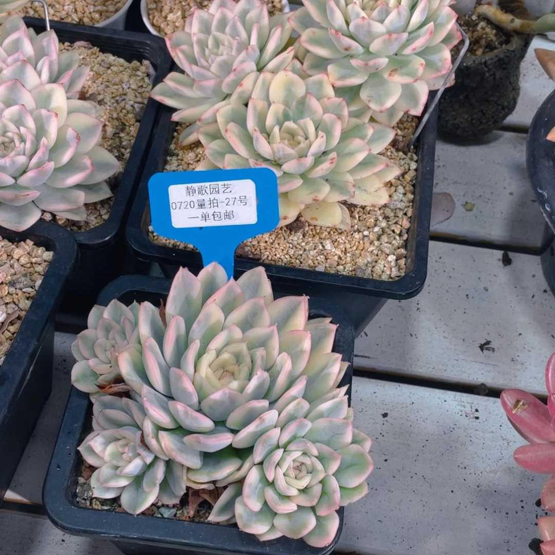 0720-27-月亮仙子锦母本大群生一刻