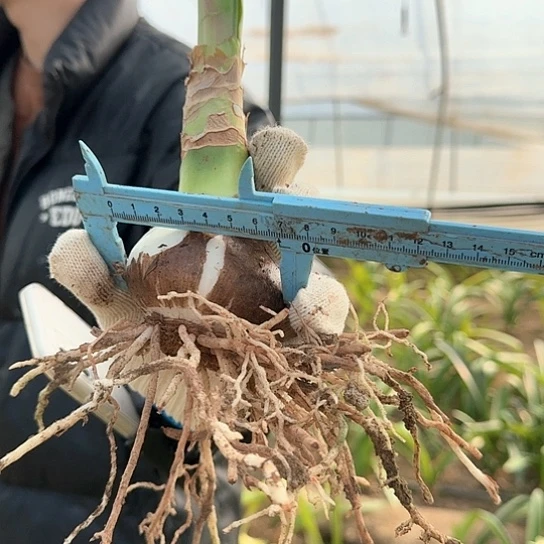 粉色惊奇2号 6～7包对版