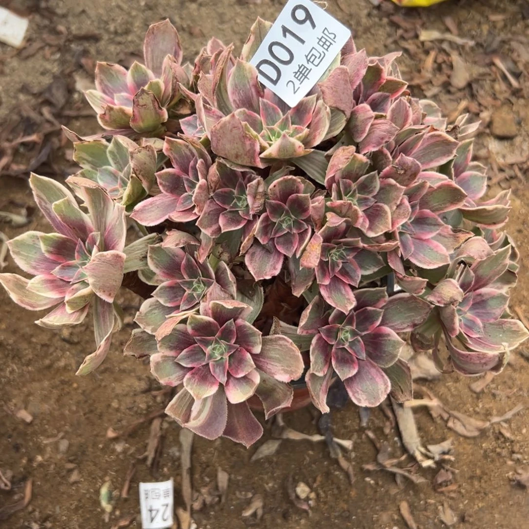 019多肉  浣纱不包断头