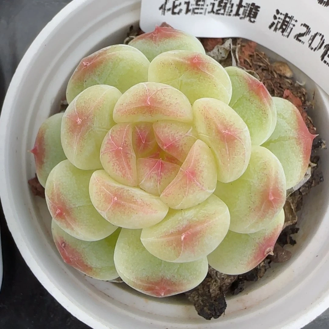 花语逸镜0130-450