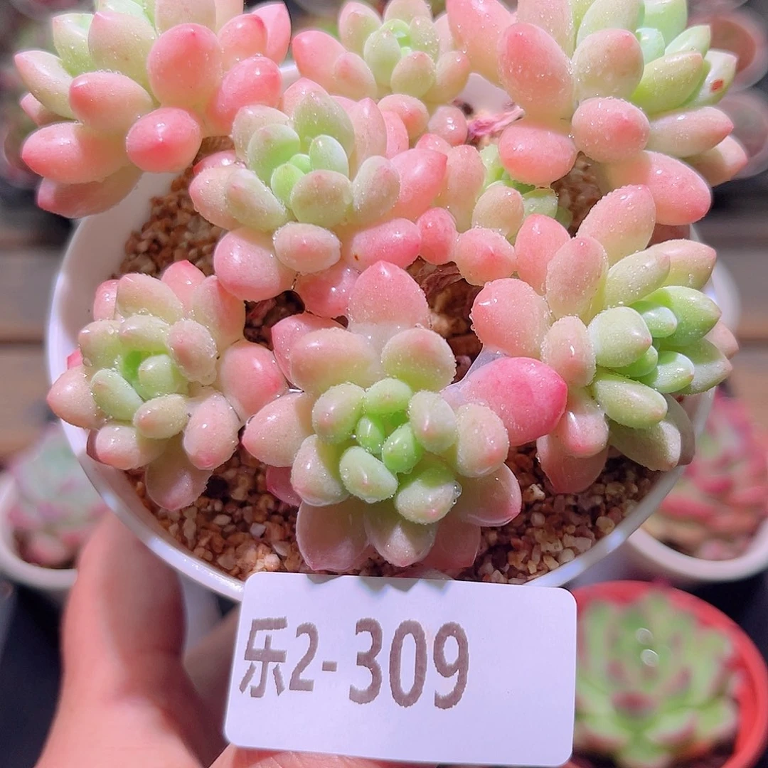 乐然2-309 洛可可群