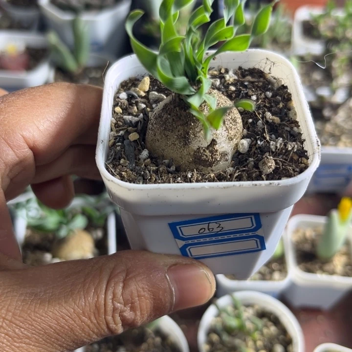 宽叶弹簧草可爱多肉063