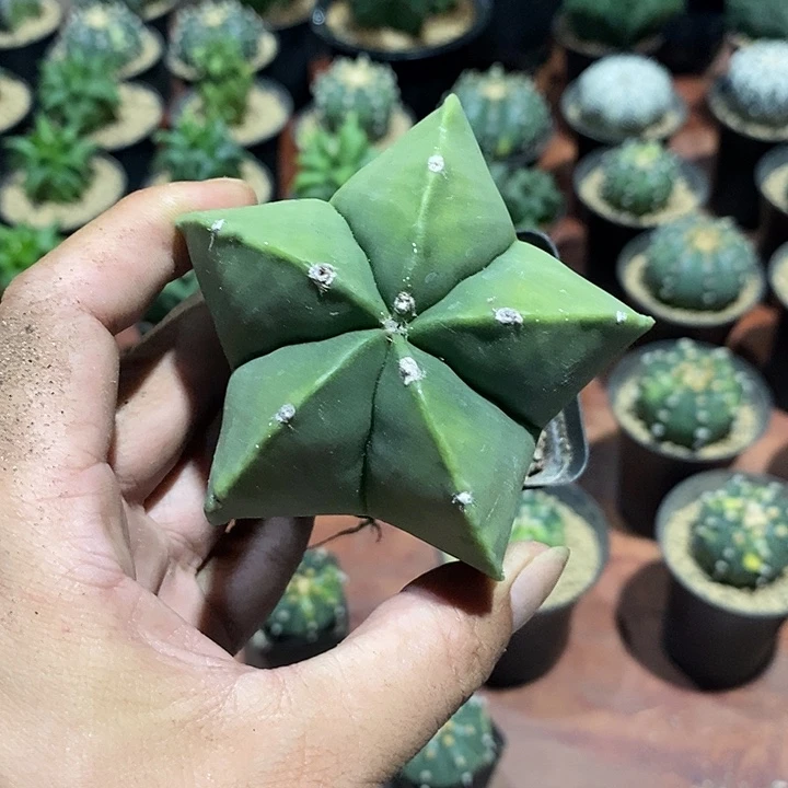 蓉***姐鸾凤玉实生脱土发货