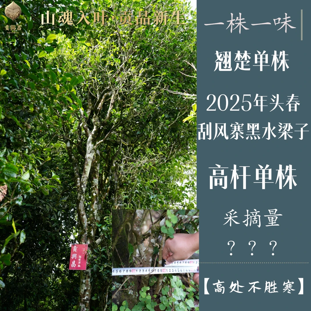 【高处不胜寒】一棵树单株 2025年 刮风寨黑水梁子高杆 单株散料