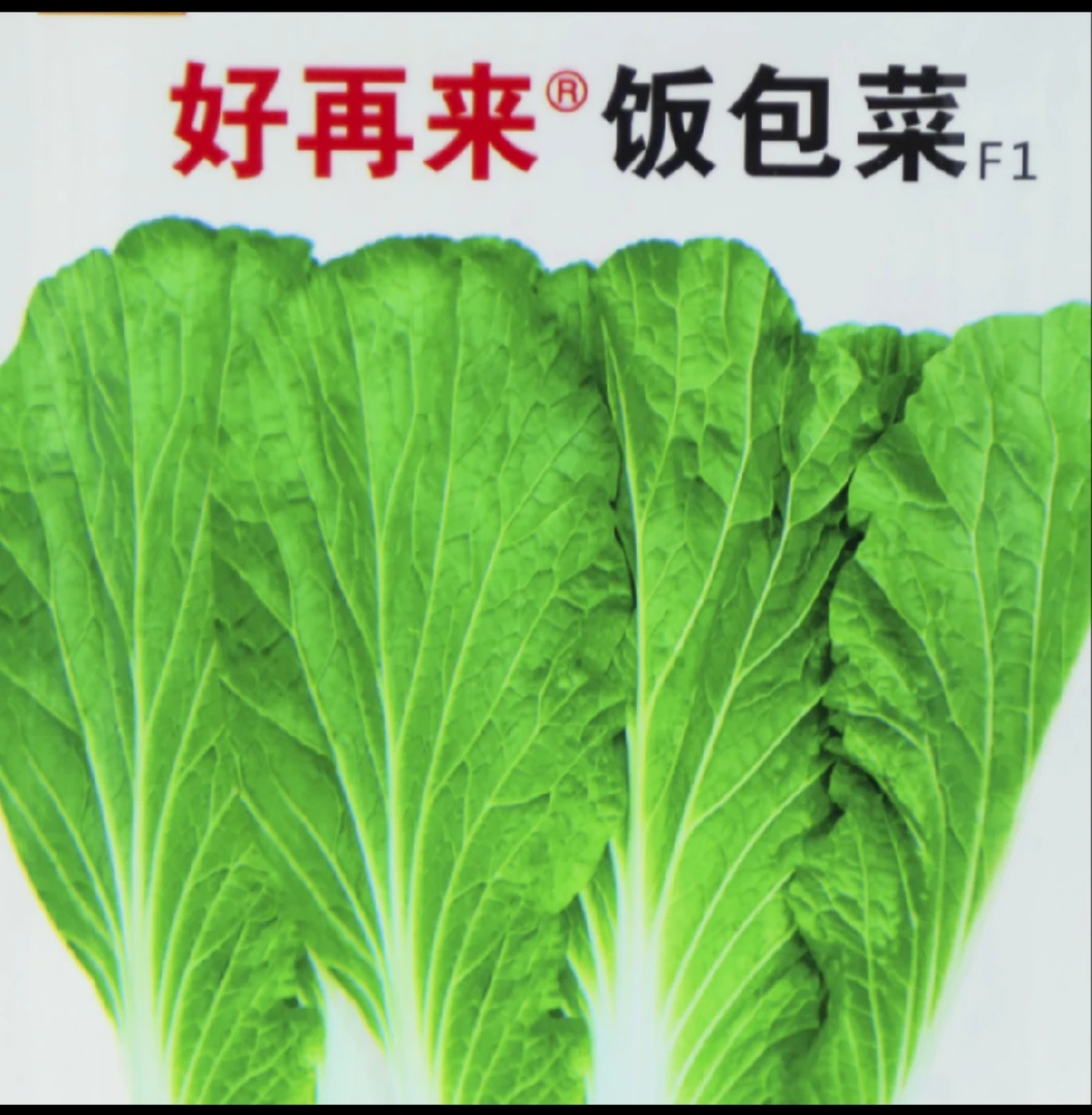 好再来饭包菜种子