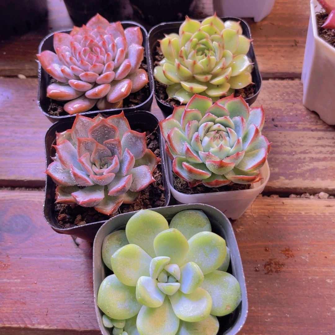 星星橙 苯巴 菲欧娜 粉水晶 冰玉