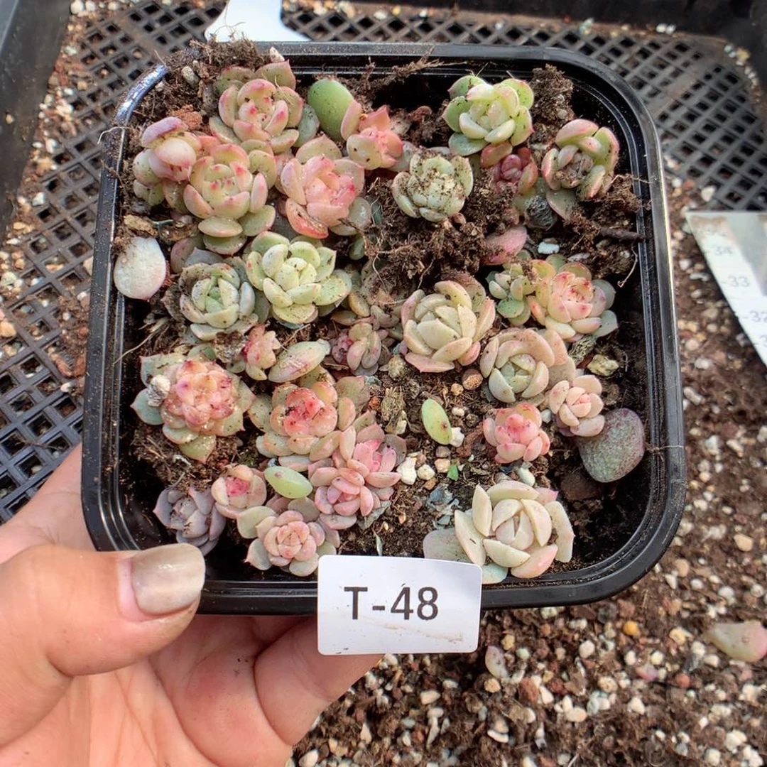 无花朵T48英语英语