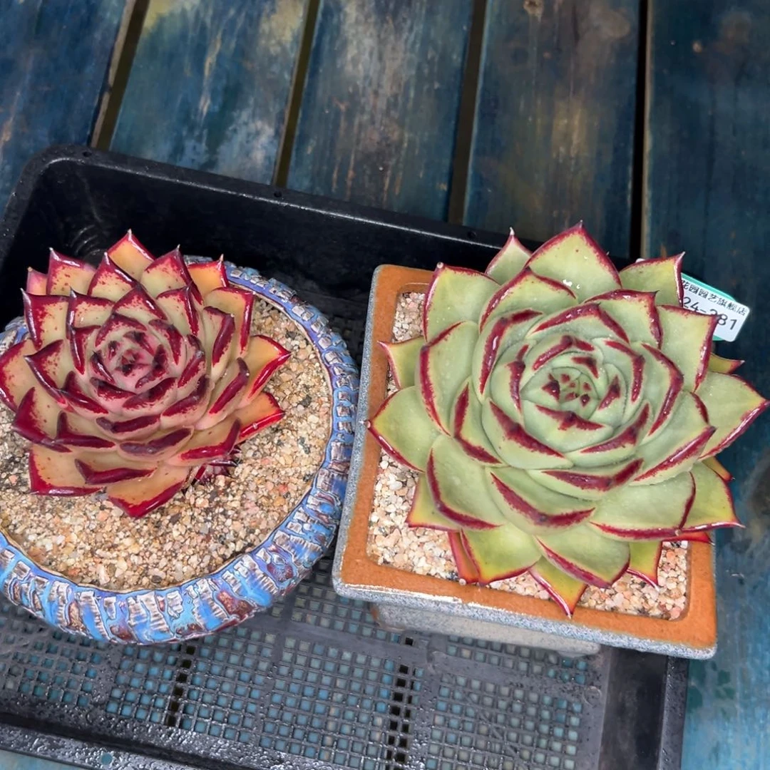 多肉一物一拍-0124-381