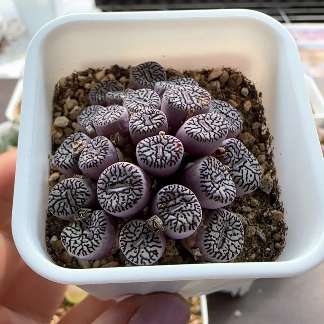6171 大白多肉植物园