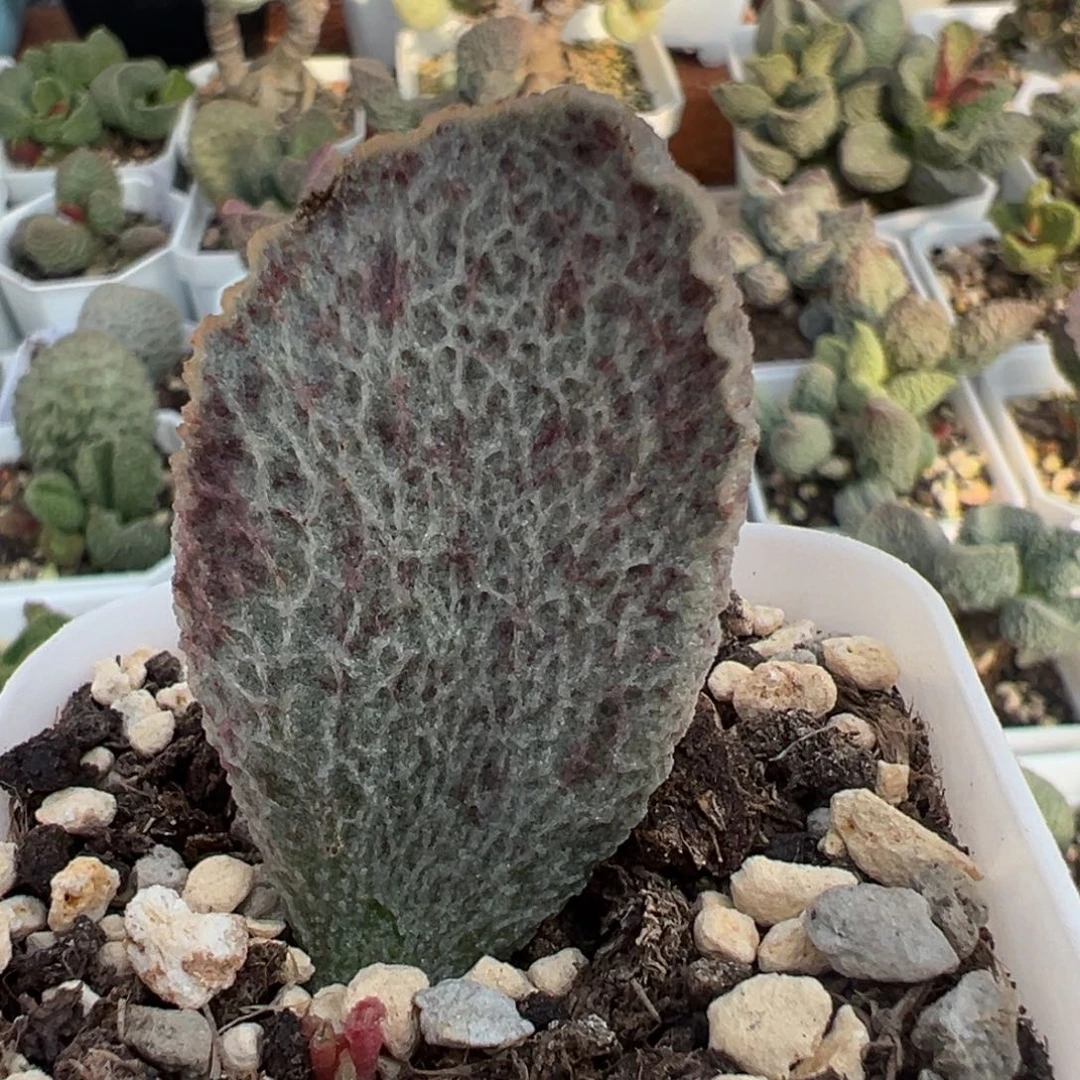 观澜大苗多肉植物水泡