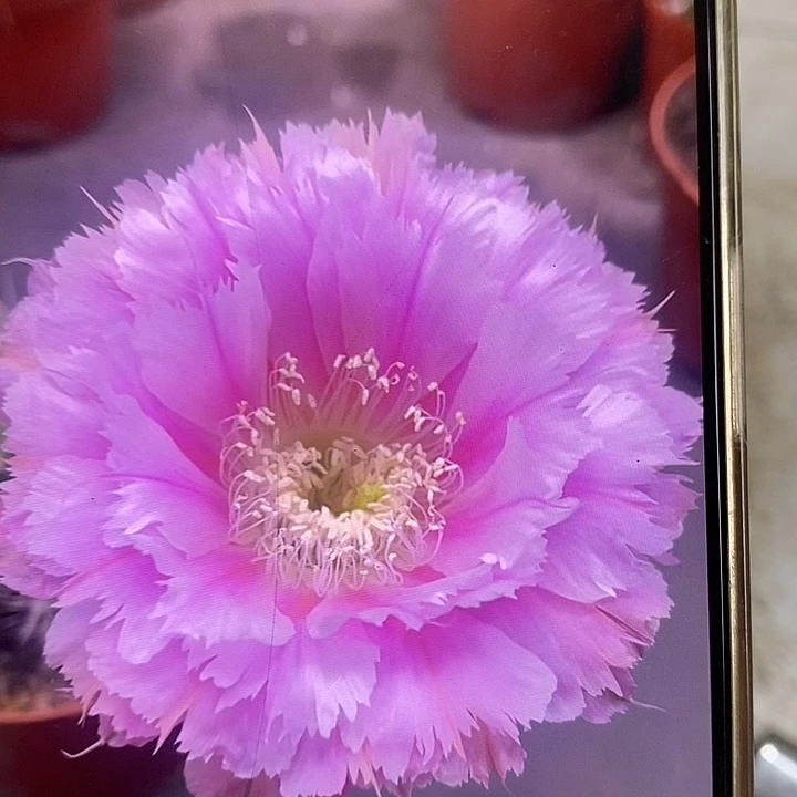 麦麦粉色羽毛5-6公分