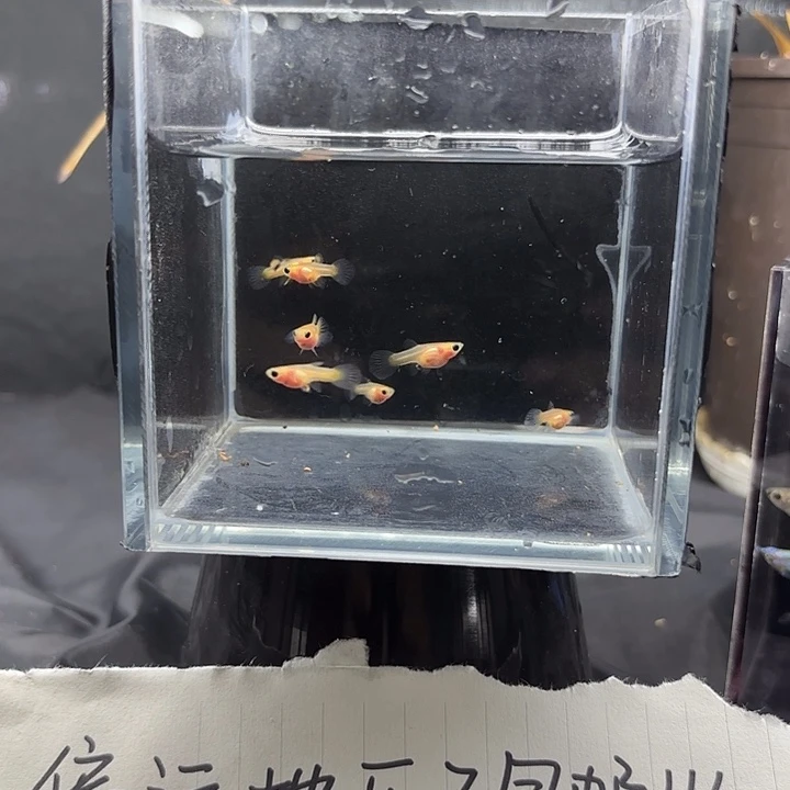 孔雀鱼黄蕾丝苗7条