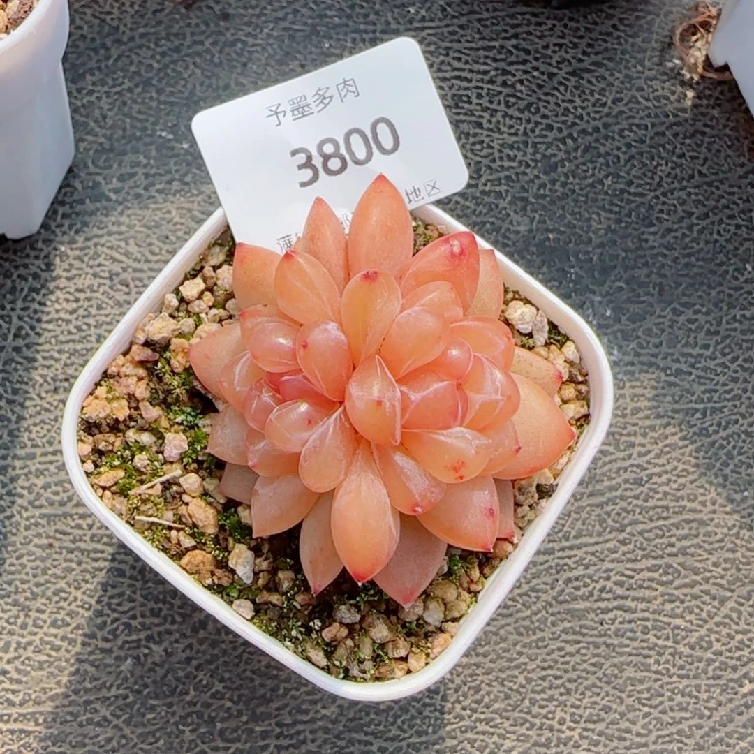 金柯，3800多肉植物