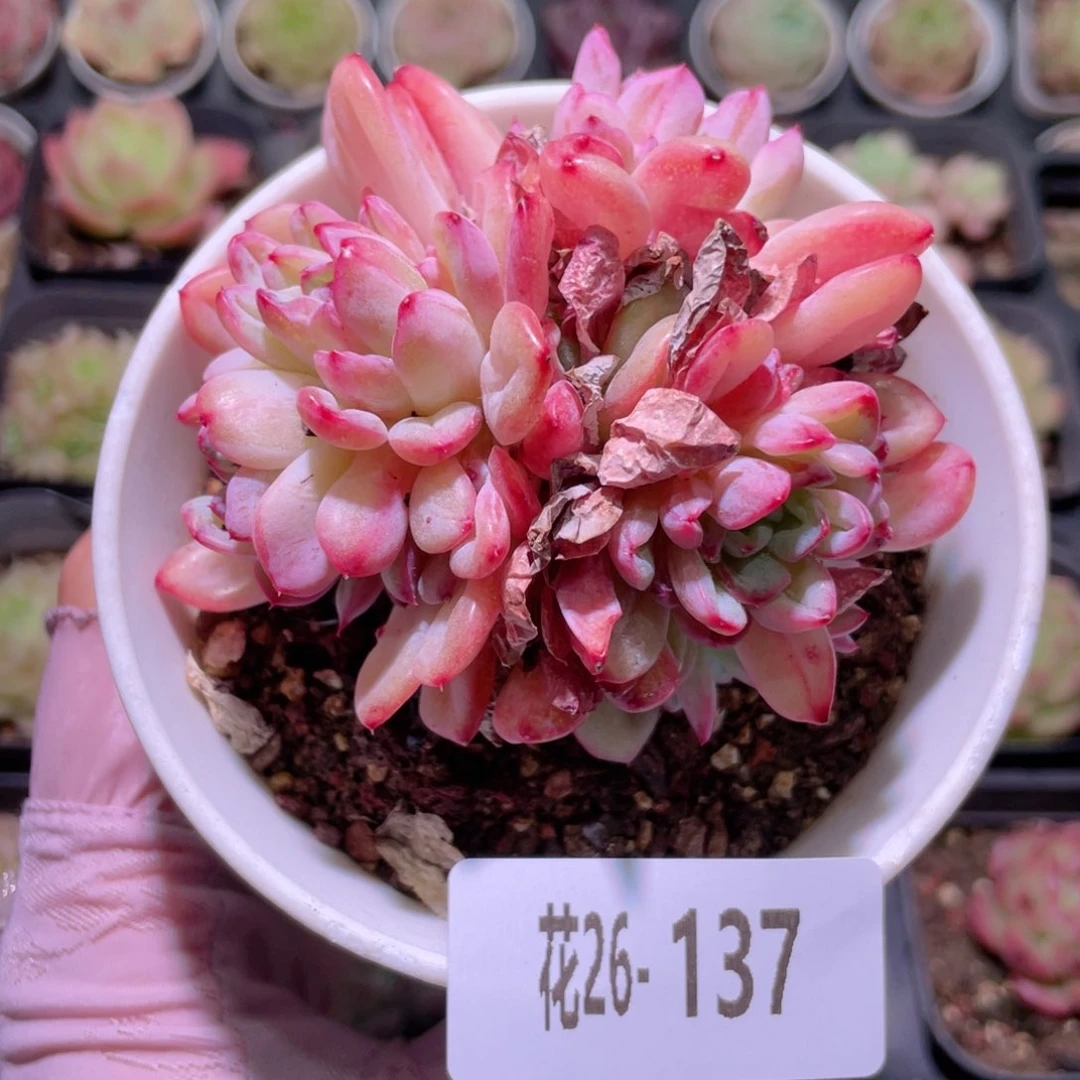 花利美26-137破晓锦