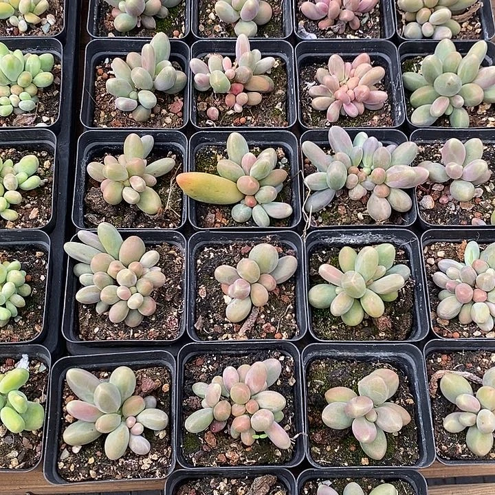 紫色苹果奶。福利多多