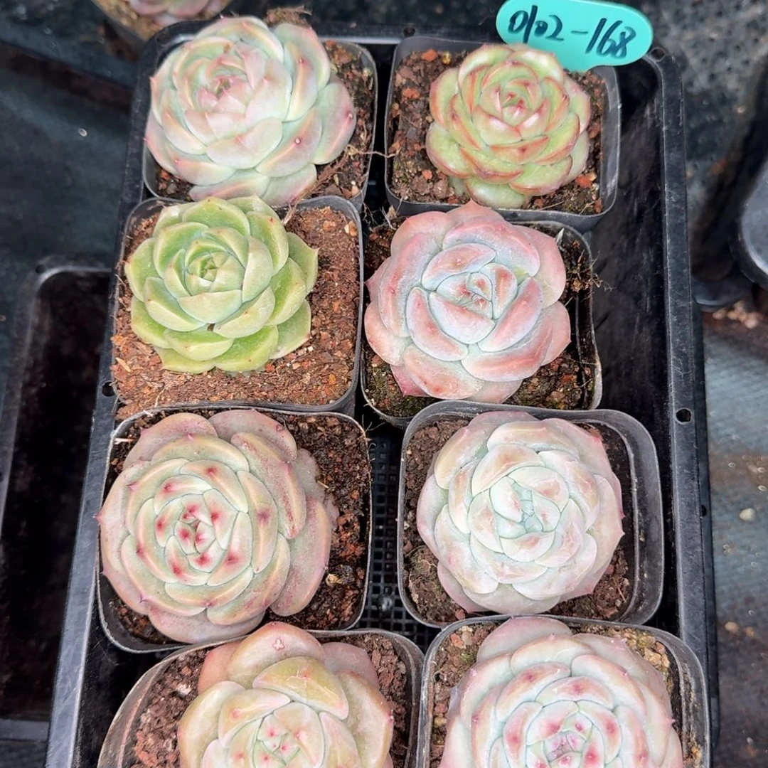 从前慢多肉精选编号0102.168