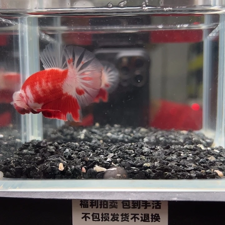 斗鱼竞拍跑单拉黑23日64