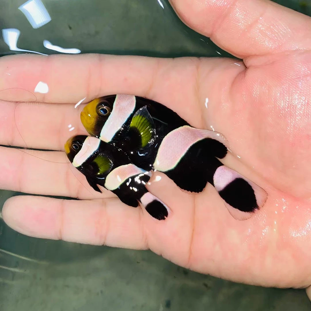 黑豹小丑对装 海水鱼【运费顺丰到付】