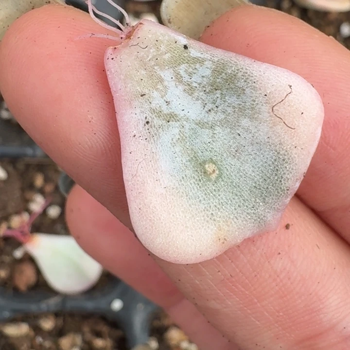 芭蕾舞者叶片一物一拍