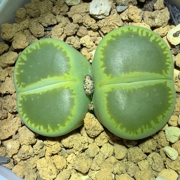 精品多肉植物精品全窗绿光阳