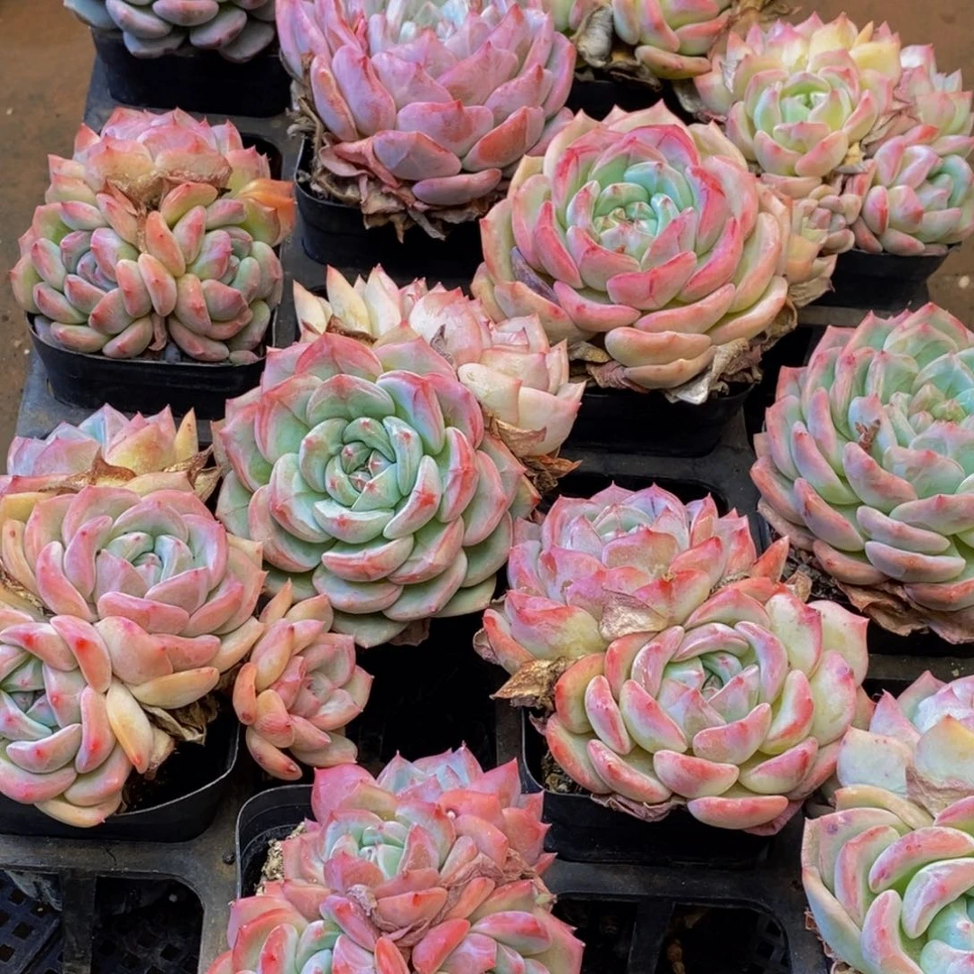 小****y607的自我介绍一下我们