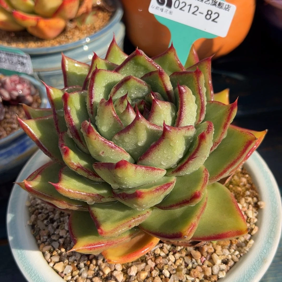 从前慢多肉精选编号0212.82