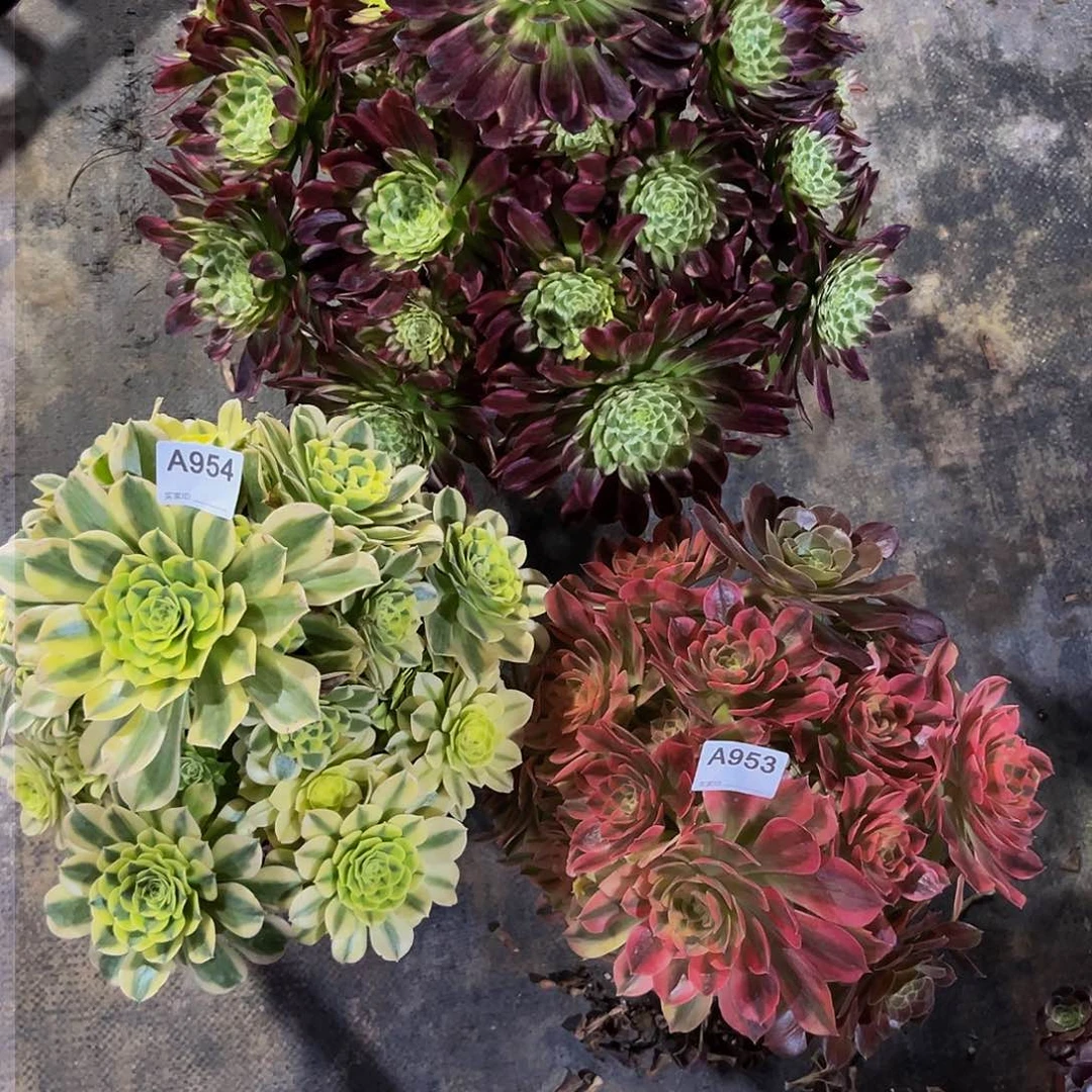 赫本绿豆粉女多肉值物95234