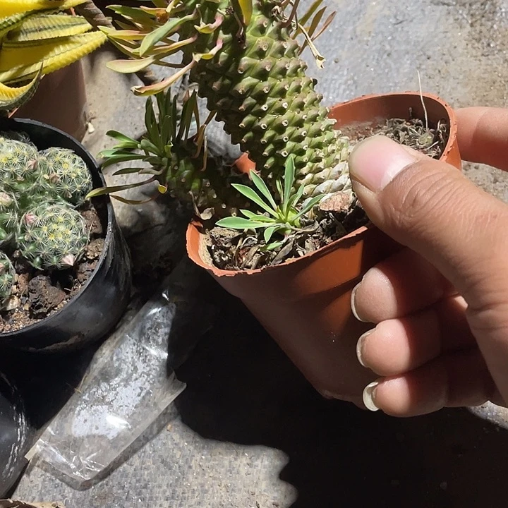 石生根群铁甲麒麟包邮