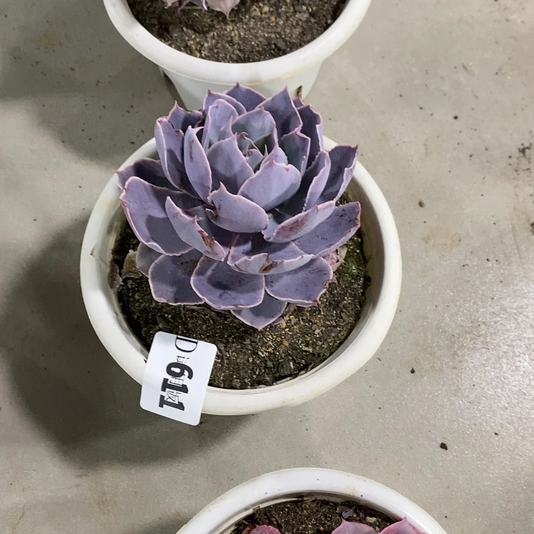 芸****园611pink多肉植物