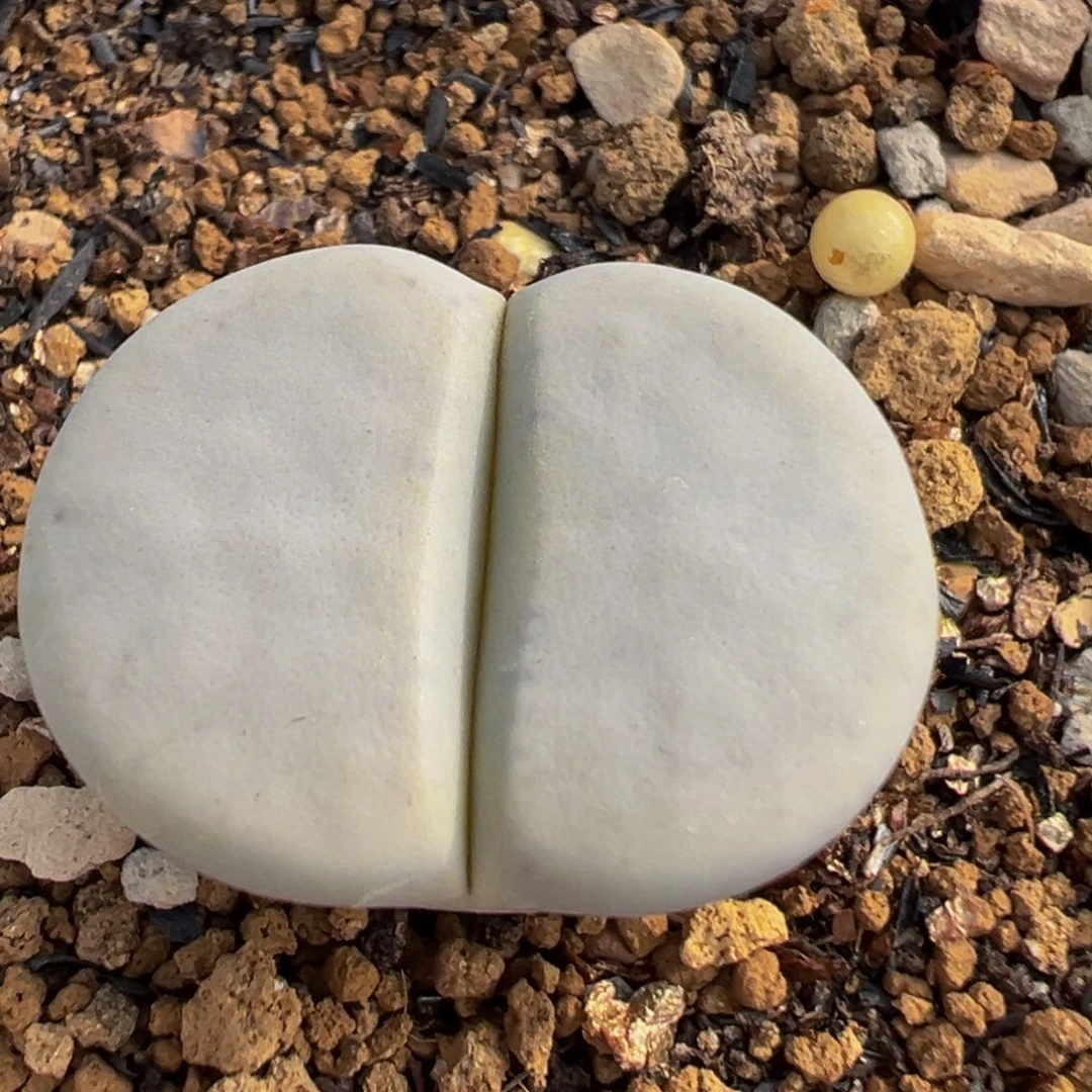 81多肉植物百科植物