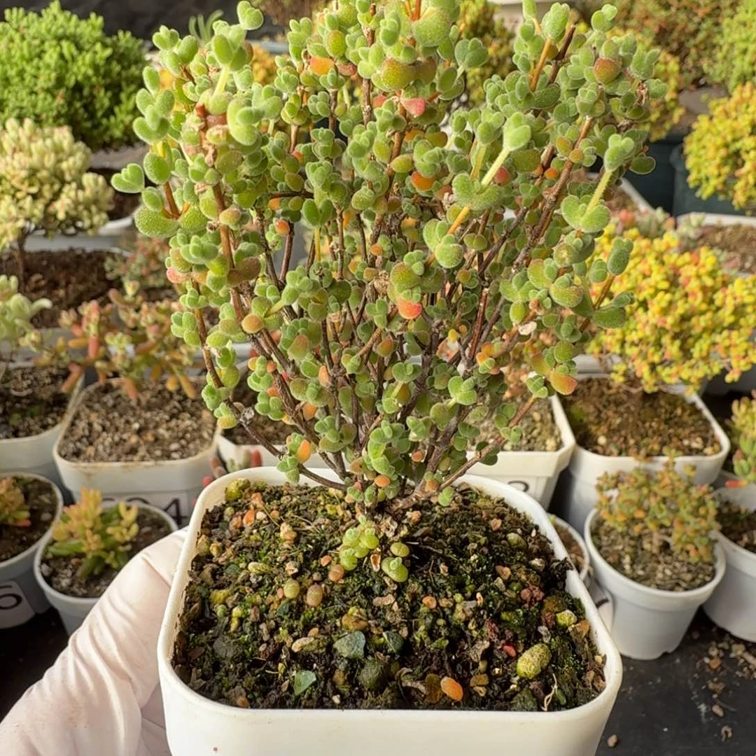 952莱斯买大送好多实生小苗