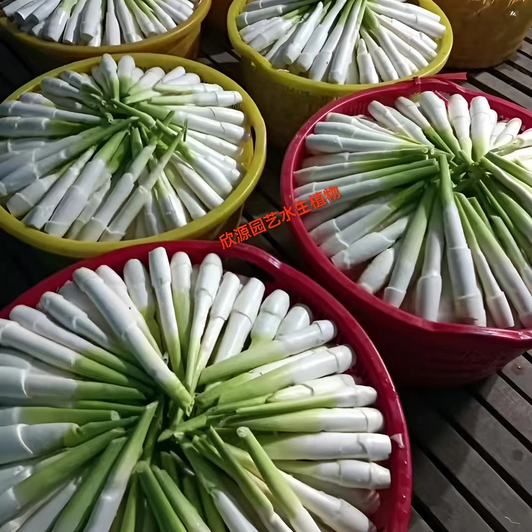 现挖特早熟茭白苗种高产双季水笋苗四季高笋高瓜苗老蹲苗蔬菜秧苗