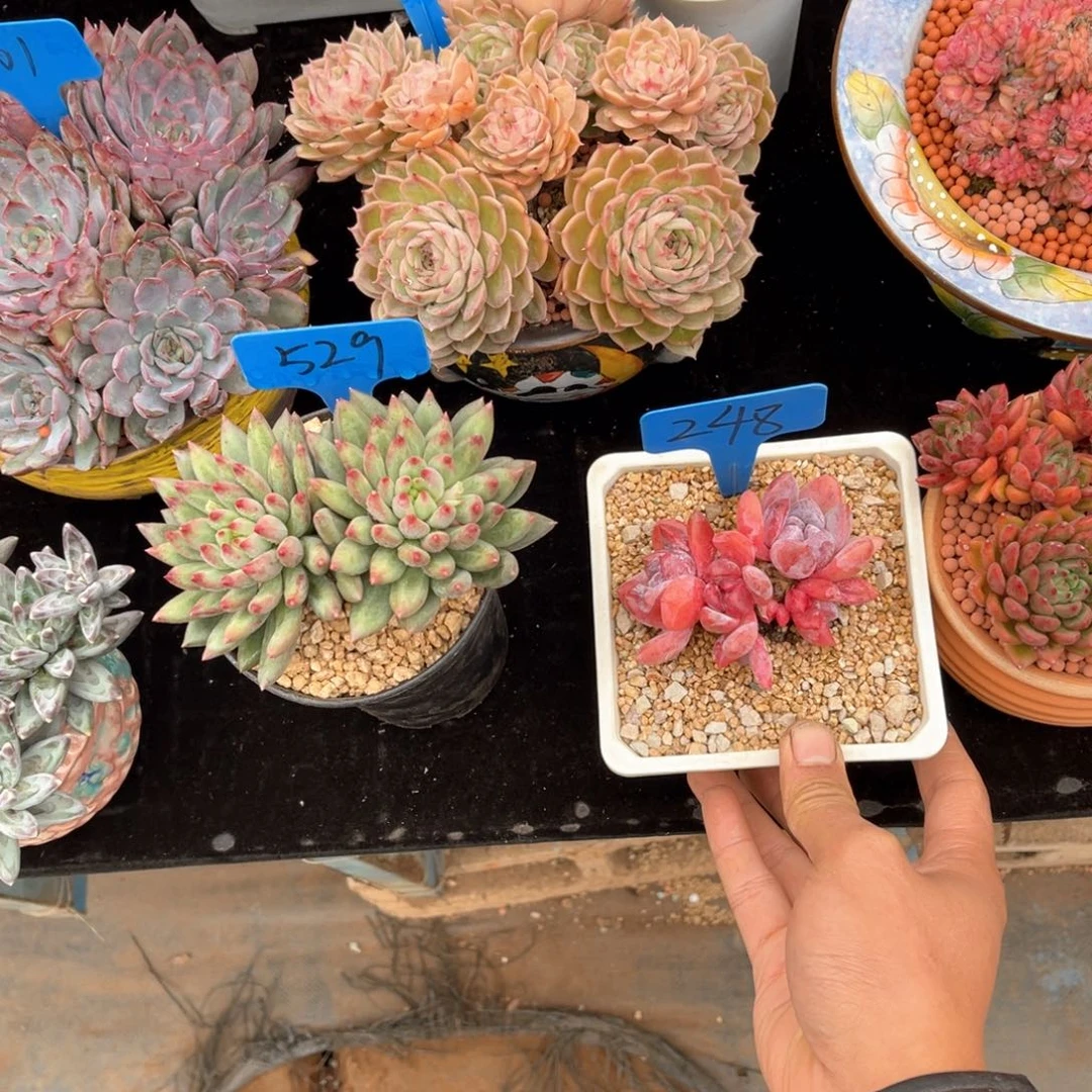 W*248石榴籽多肉