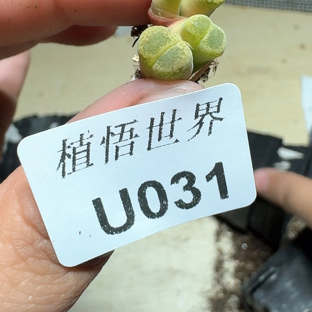 031盒多肉植物哇fv