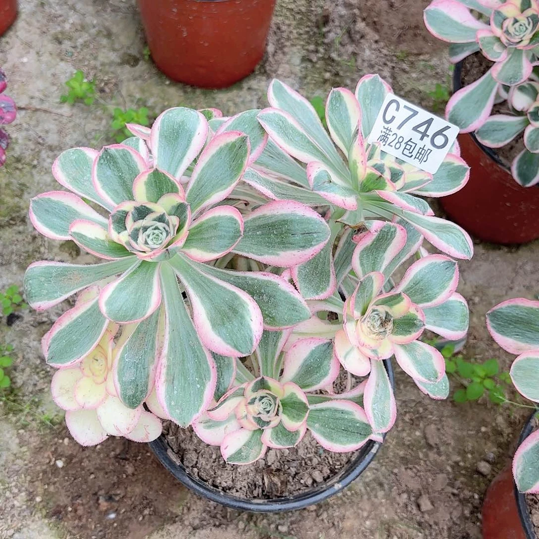 G. 746燕姿锦多肉！122