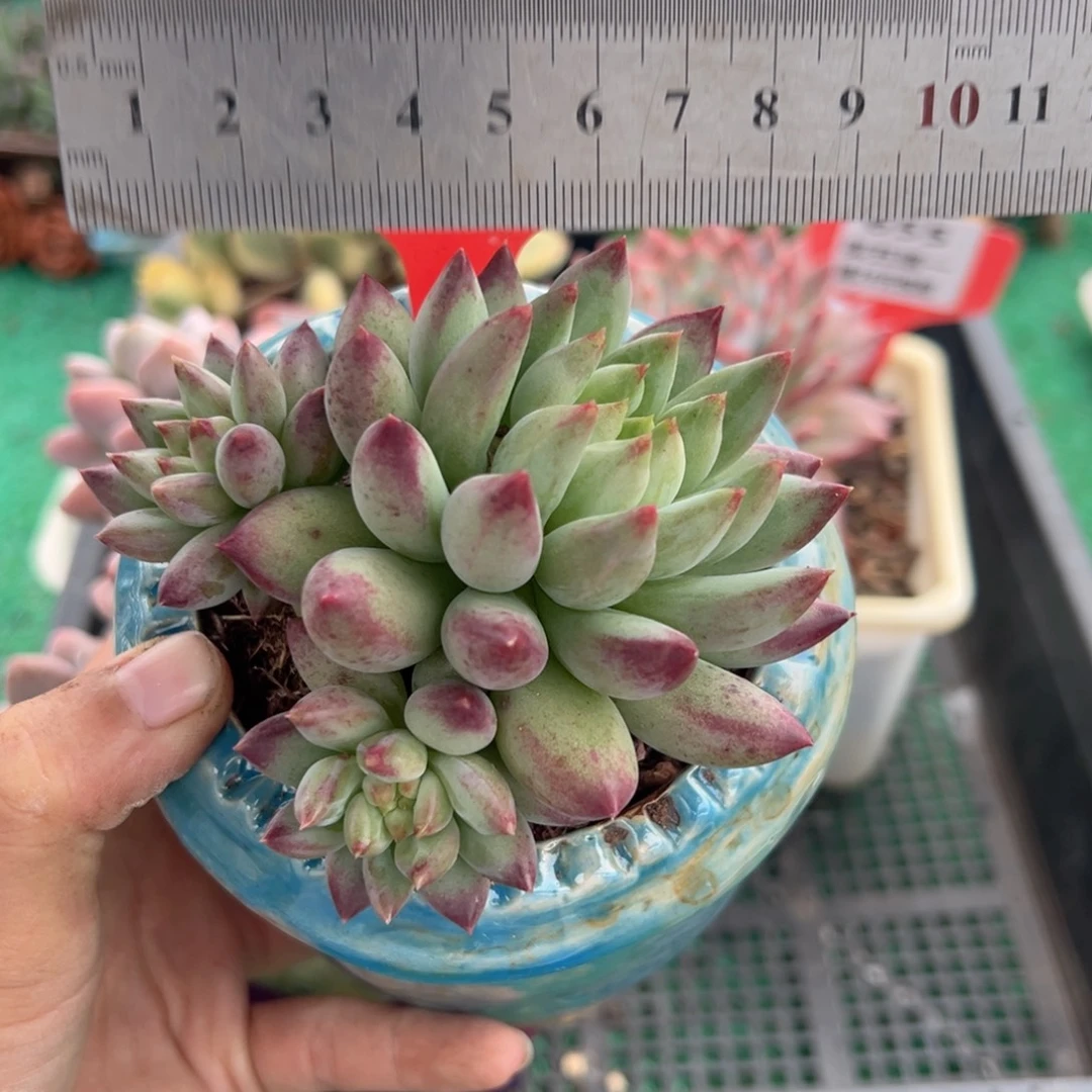 表妹精品多肉植物657.