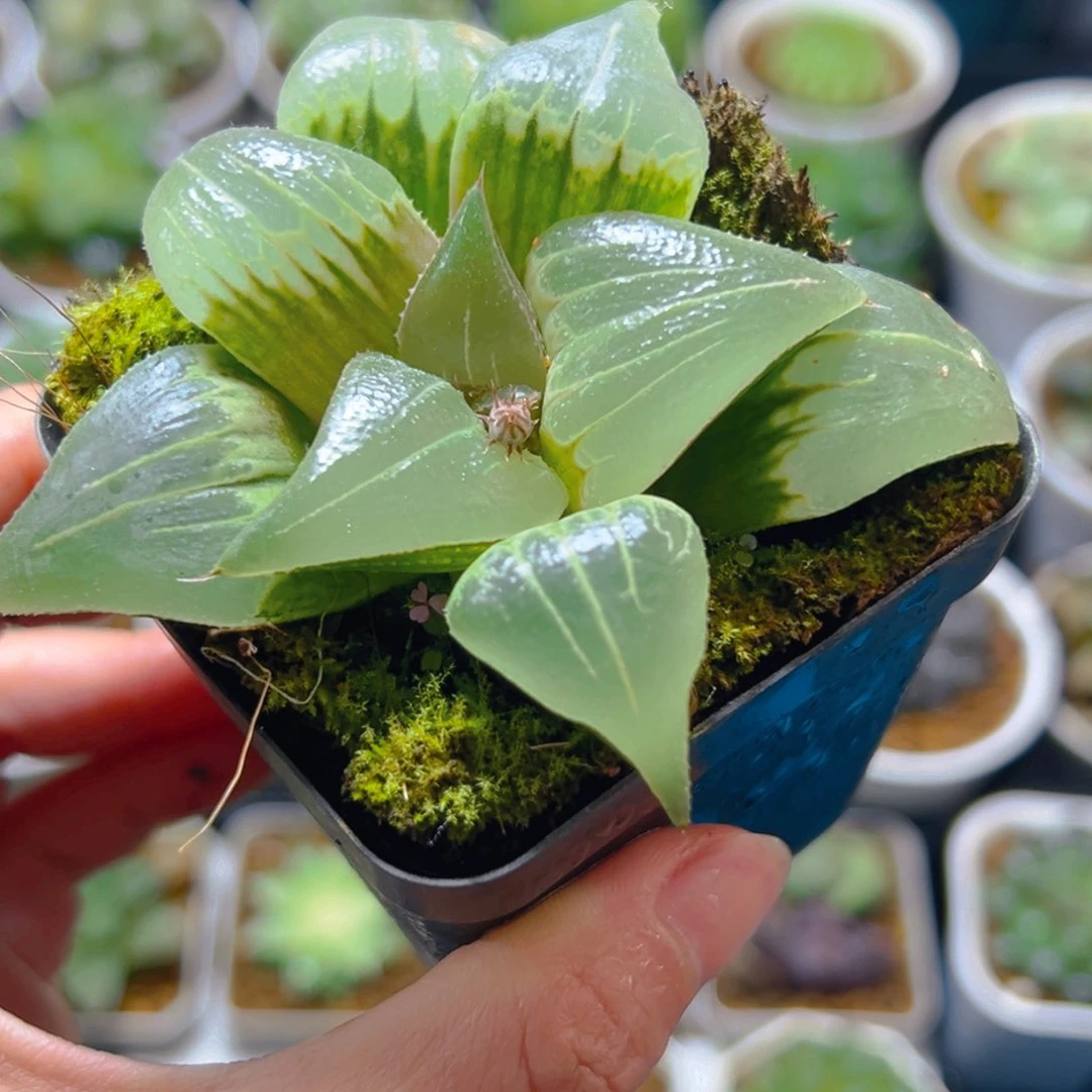 玉颜寿多肉多肉多肉一颗