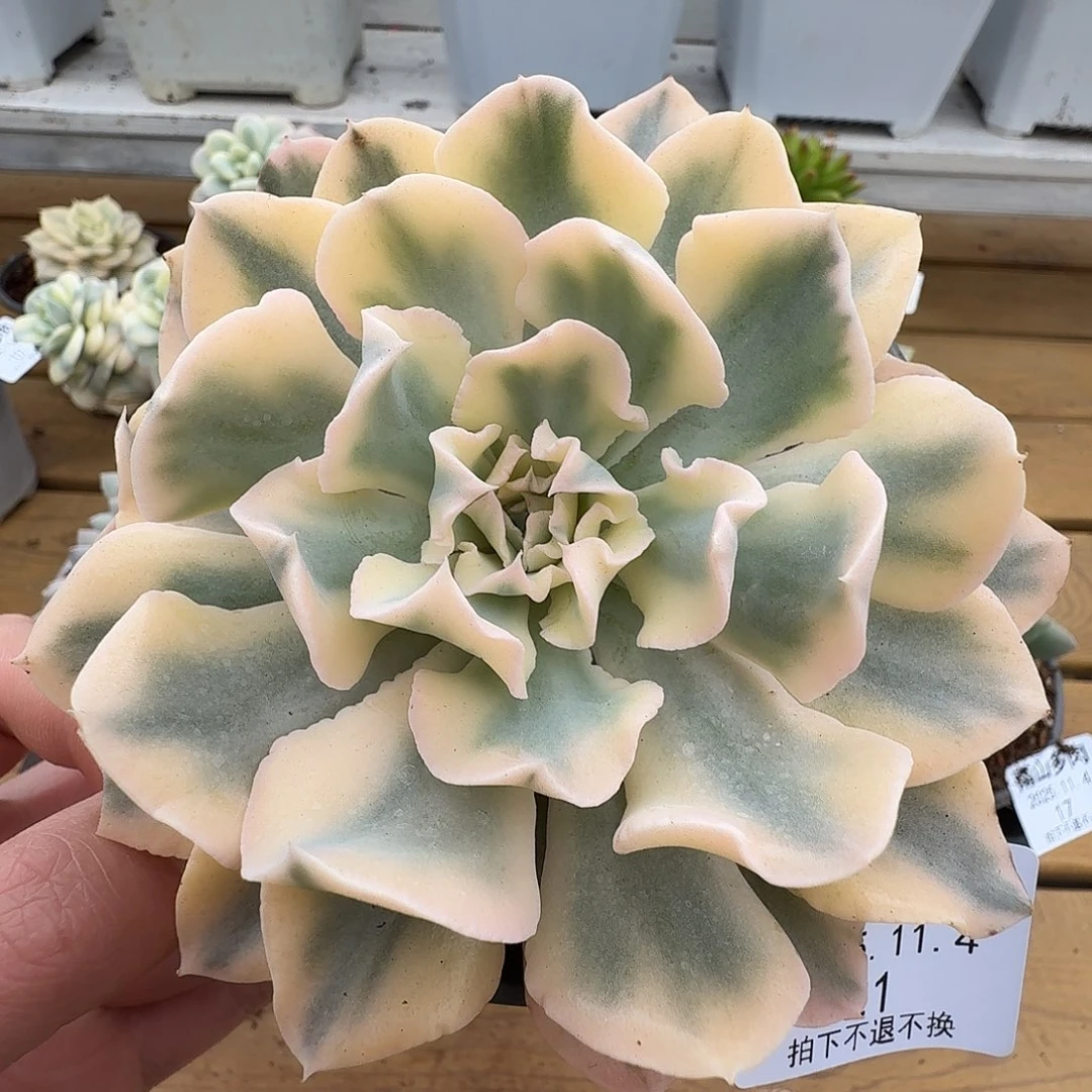 利比里亚锦1104-21