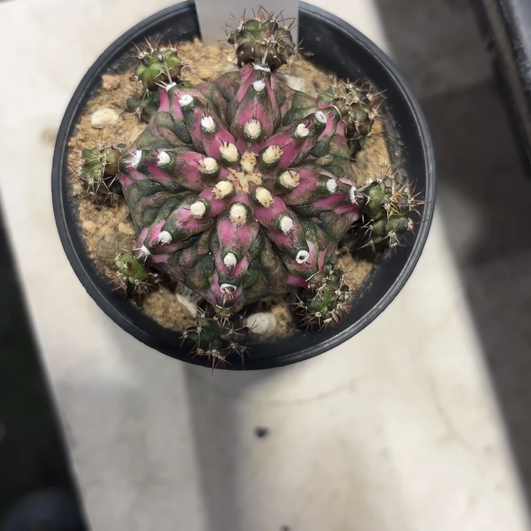 111-0615泰国发货多肉